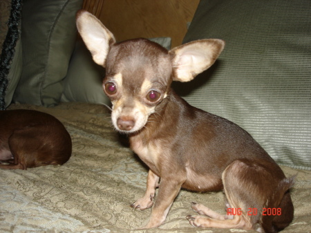 Coco, my 2 1/2 lb. Chihuahua