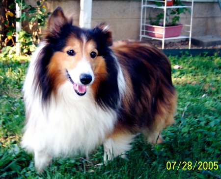 Ten-Ten, my Sheltie