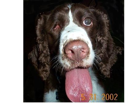 Sadie, the one-eyed wonder dog