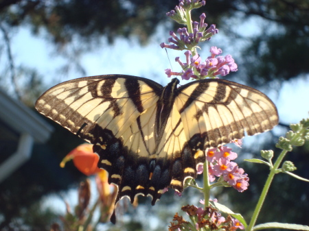 A Monarch Butterfly in my Flower Garden