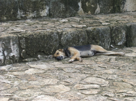 Cute peaceful Mexican doggie