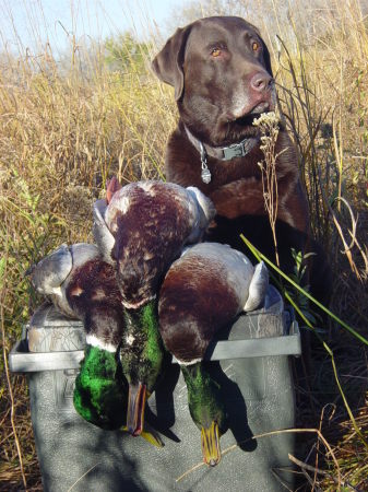 Duck hunt at the Farm