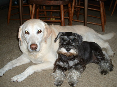 Abby with our new puppy Mia July 2008