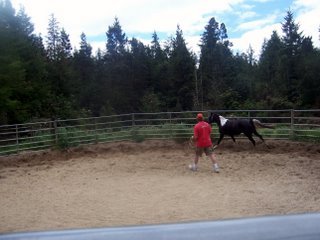 Horse Training