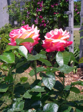 The Rose Gardens