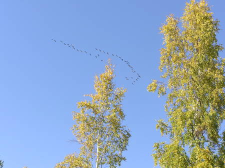 Geese fying south