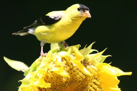 Male Goldenfinch