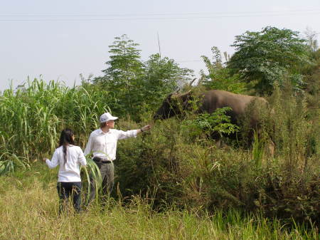 countryside