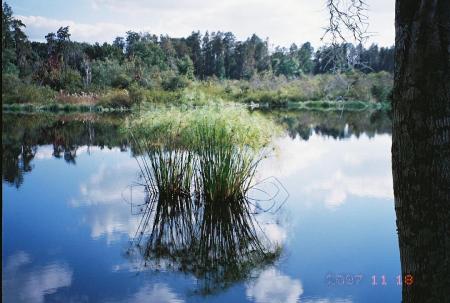 Papyrus at Lake Cherry