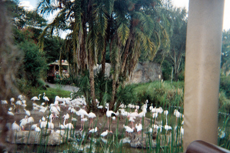 The Flamingo Lounge-my back yard
