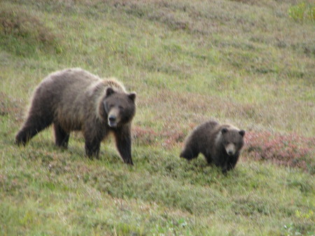 Denali Park Bears
