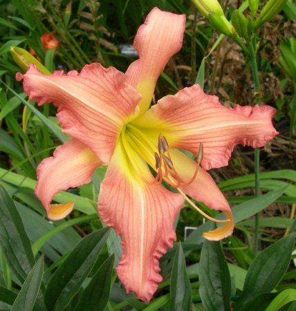 Daylily 'Wind Frills'