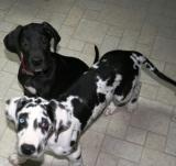 My 2 puppies Daisy and Duke!