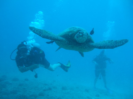 Diving off the coast of Oahu, Hawaii