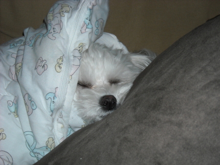 Cupid napping in his after bath wrap.