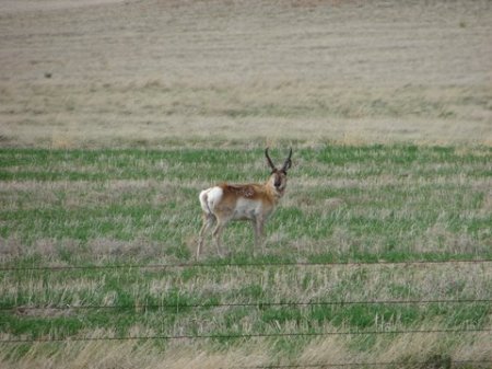 antelope on my Montana Land