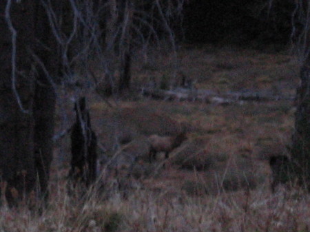 Early morning 4X4 bull elk.