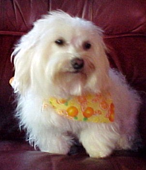 Angel our Coton de Tulear