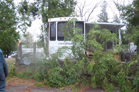 Tree vs trailer