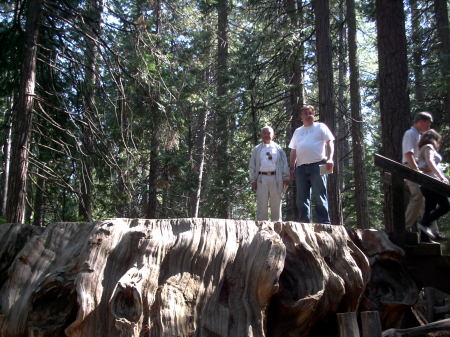 CA Big trees National Park