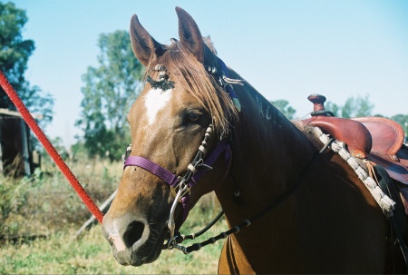 Washoe's Hidden Star aka "Grit"