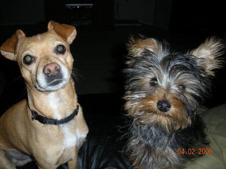 My dogs