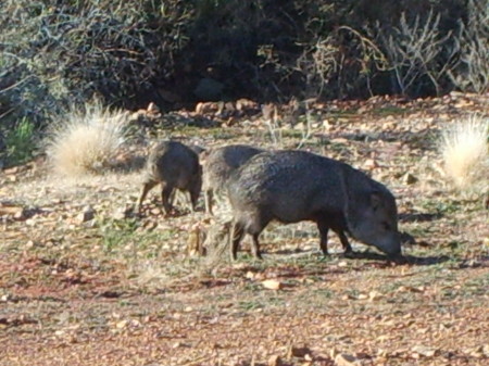 Pigs in my back yard