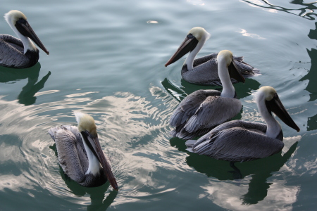 Pam Jerkovich's album, Marco island