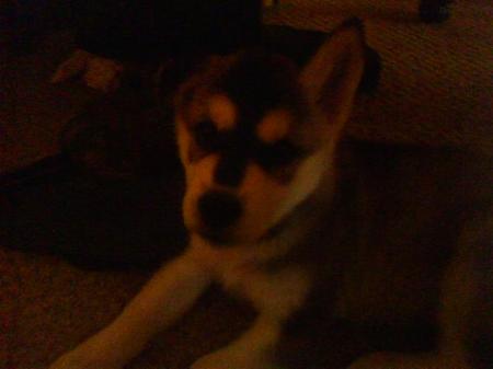 MY NEW BABY MR.WOLFY