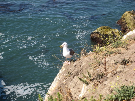 Seagull at Pismo June 08