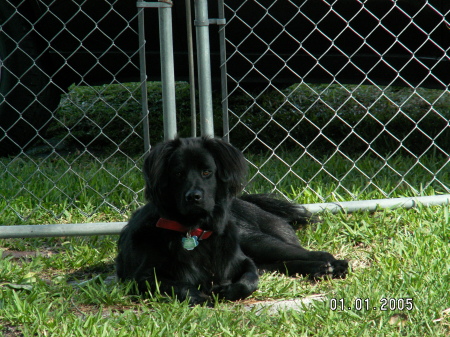 Maximus - Guardian of the Gate