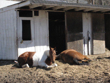 Silkie & Nick taking their noon nap!