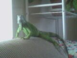 Ryan Our Lizard