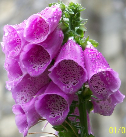 Foxgloves