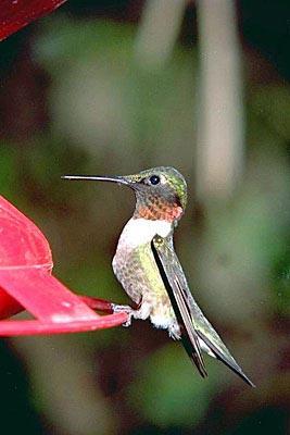 HUMMINGBIRD