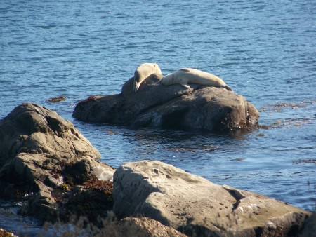 Allen Whitaker's album, Coastal living