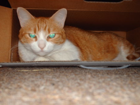 Tabitha in a box