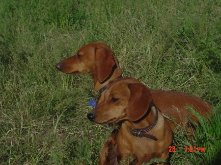 Wiener dogs