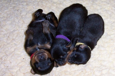 Our Rottweiler Puppies