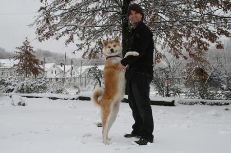 my brother David training one of his dogs