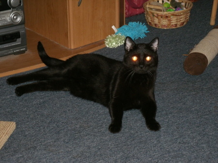My cat, Brody.... gotta love the eyes!!