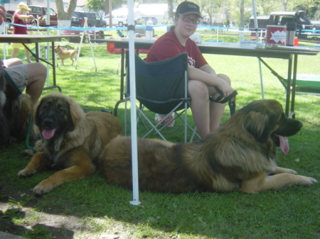 Kami and dogs relax