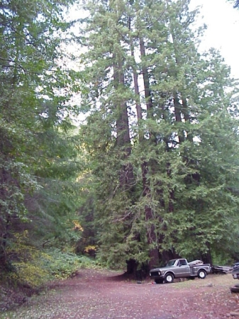 Old truck by trees next to the house