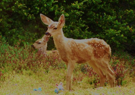 Carol Camacho's album, My new deer