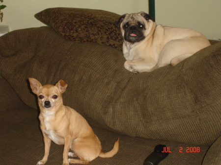 Our pug Iggy and rat Lily