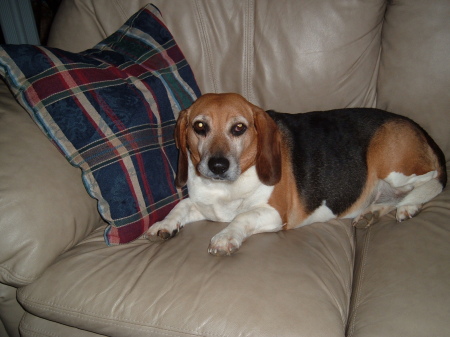 family beagle, Snickers