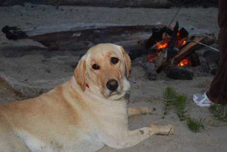 my dog Cannon at the beach