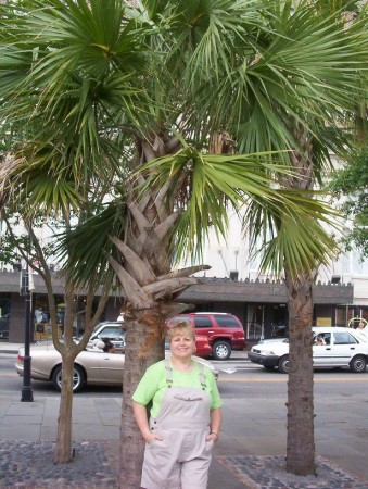 monkey by the tree