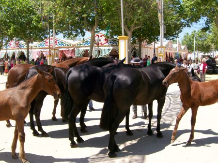 Horses in Spain understand Spanish