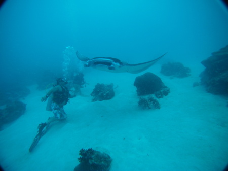 Diving with Mantas